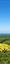 Mont Dore : Banne d'Ordanche vue du Puy Gros - Panorama Impressionnant