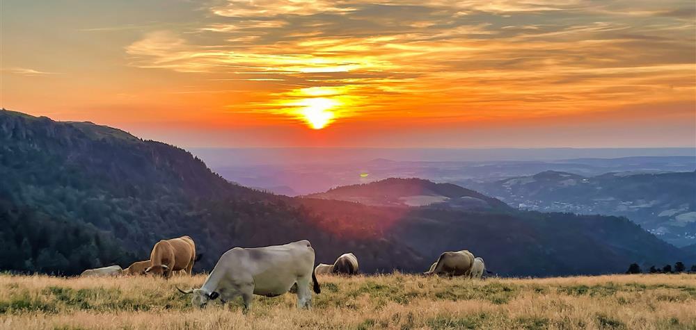 Massif du Sancy - Estives : Nature Sauvage et Splendide
